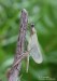 Motýlice lesklá (Vážky), Calopteryx splendens (Odonata)